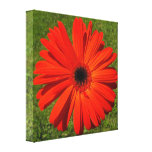 Bright Orange Gerbera Daisy on Green Grass canvas prints