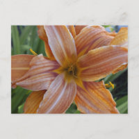 Bright orange lily postcard