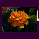 Bright Orange Marigold at Sunset
