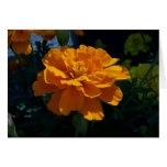 Bright Orange Marigold at Sunset