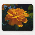 Bright Orange Marigold at Sunset