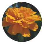 Bright Orange Marigold at Sunset