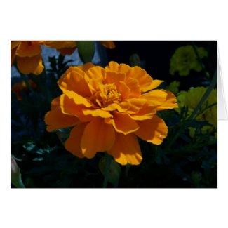 Bright Orange Marigold card