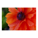 Bright Orange Poppy posters