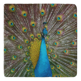 Bright Peacock Bird Stone Trivet Trivets