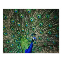 Bright Peacock Photo Art