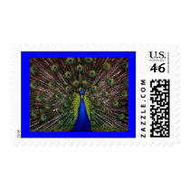 Bright Peacock Postage