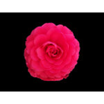 Bright Pink Camellia postcard