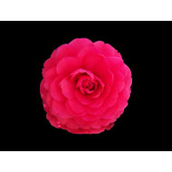 Bright Pink Camellia postcard