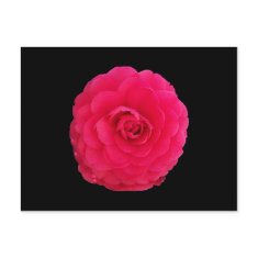 Bright Pink Camellia postcard
