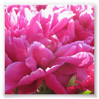 Bright Pink Endless Peony Flowers
