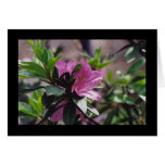 Bright Pink Flower Greeting Card