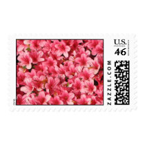 Bright Pink Flowers stamps