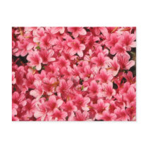 Bright Pink Flowers postcards