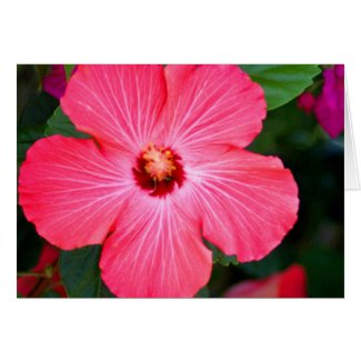 Bright Pink Hibiscus card