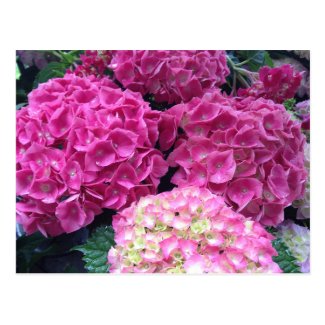 Bright Pink Hydrangea Flowers