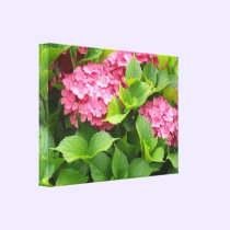 Bright Pink Hydrangeas canvas prints