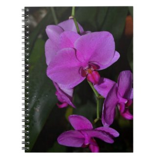 Bright Pink Orchid Notebook fuji_notebook