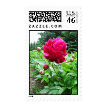 Bright Pink Peony Postage Stamps
