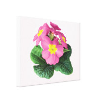 Bright Pink Primroses canvas prints