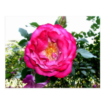 Bright Pink Rose Postcard