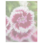 Bright Pink Sweet William Flowers Letterhead