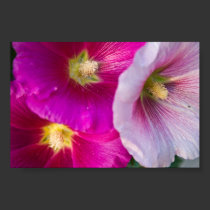 Bright Pink Tropical Hibiscus Flowers posters