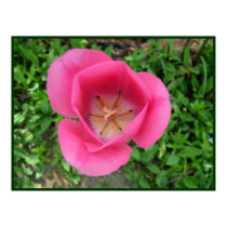 Bright Pink Tulip Print by Quequay Bright Pink Tulip Print
