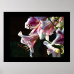 Bright Pink White Lily Flowers art prints Canvas