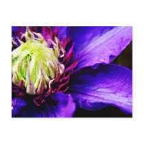 Bright Purple clematis flower art postcard postcards
