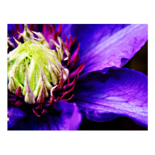Bright Purple clematis flower art postcard