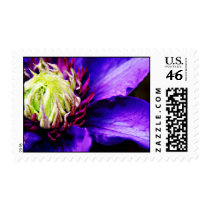 Bright Purple clematis flower postage stamps stamps