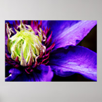 Bright Purple clematis flower print posters
