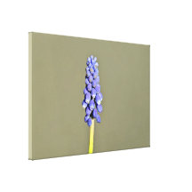 Bright Purple  Grape Hyacinth Canvas Prints