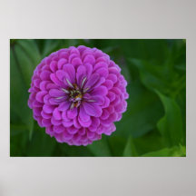 Bright purple Zinnia flower green background Poster