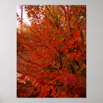 Bright Red Autumn Leaves Posters