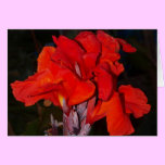 Bright red canna lily card cards