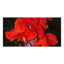 Bright Red Canna Lily Personalized Photo Card