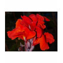 Bright Red Canna Lily t-shirts by rbb2676 Bright Red Canna Lily t-shirts