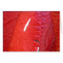 Bright Red cards by mikerm Bright Red cards