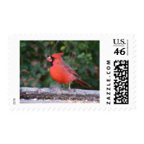 Bright Red Cardinal stamps