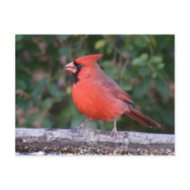 Bright Red Cardinal postcards