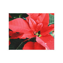 Bright Red Christmas Poinsettia Stretched Canvas Print