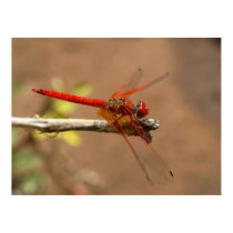 Bright Red Dragonfly posters by beverlytazangel Bright Red Dragonfly posters