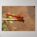 Bright Red Dragonfly posters