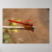 Bright Red Dragonfly Poster