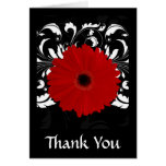 Bright Red Gerbera Daisy on Black cards