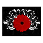 Bright Red Gerbera Daisy on Black Postcards