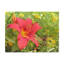 Bright Red Lily postcards