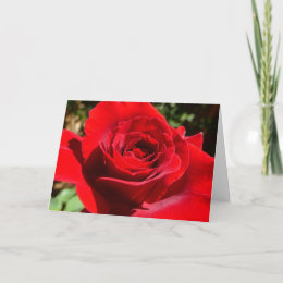 Bright Red Rose Card card